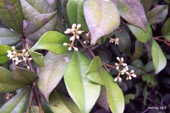 Zanthoxylum ovalifolium